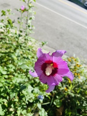 Hibiscus syriacus
