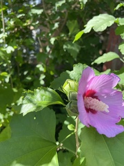Hibiscus syriacus