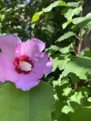 Hibiscus syriacus