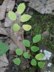 Thalictrum thalictroides