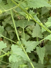 Fleischmannia incarnata