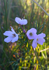 Cardamine polemonioides