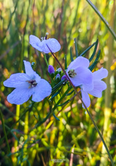 Cardamine polemonioides