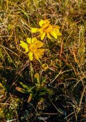 Tephroseris integrifolia atropurpurea