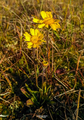Tephroseris integrifolia atropurpurea