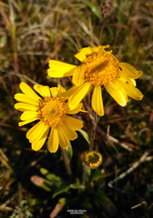 Tephroseris integrifolia atropurpurea