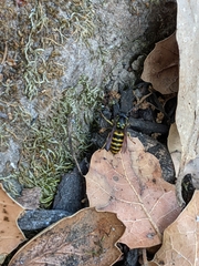 Vespula alascensis