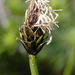 Carex nigricans - Photo (c) 2010 Keir Morse, μερικά δικαιώματα διατηρούνται (CC BY-NC-SA)