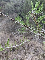 Vachellia natalitia