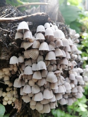 Coprinellus