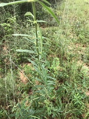 Salvia azurea azurea