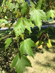 Acer rubrum