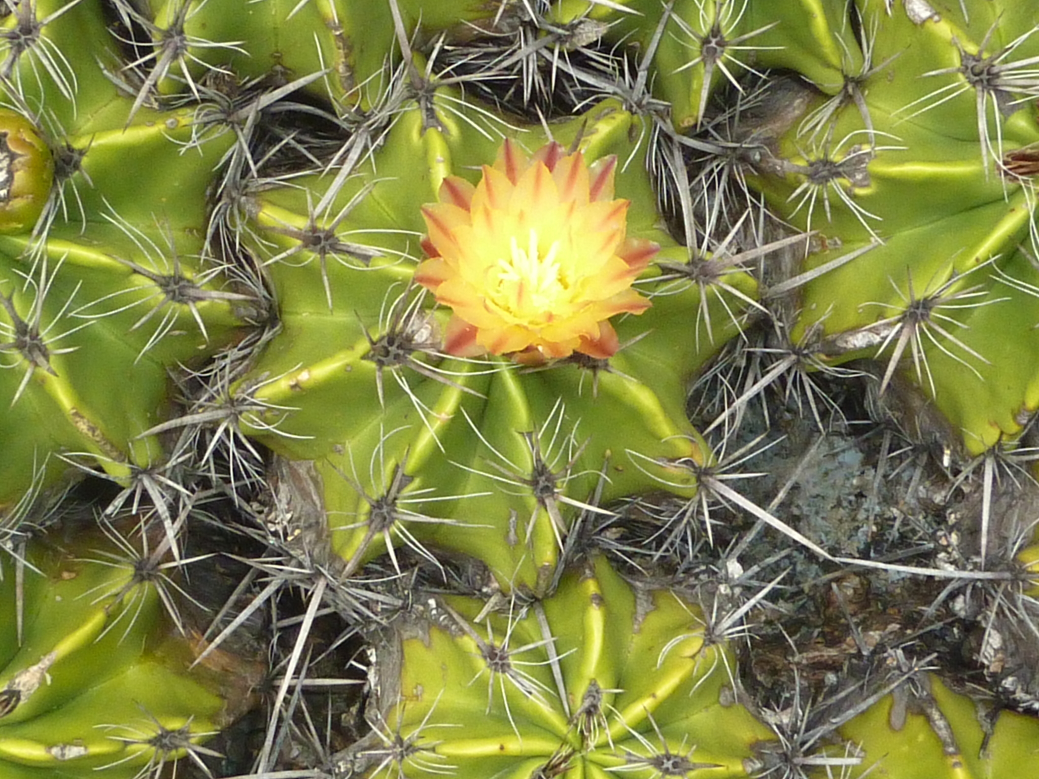 Ferocactus robustus