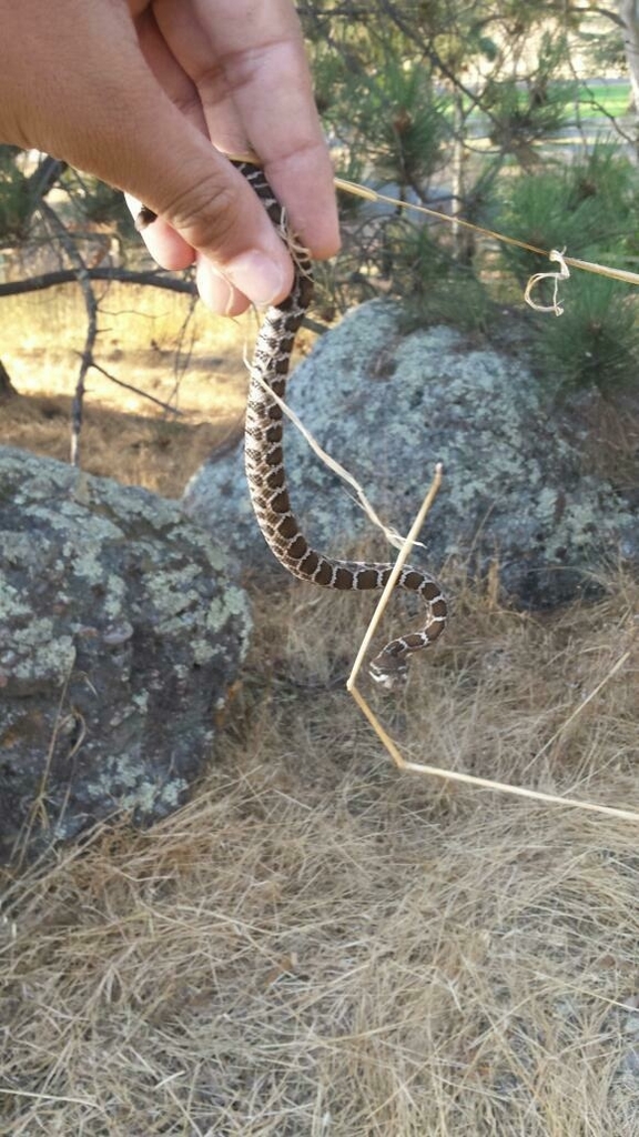 Prairie Rattlesnake (Crotalus viridis)