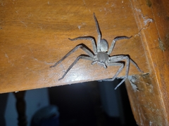 Heteropoda venatoria