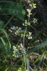Galium mollugo