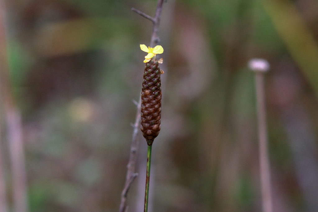 Pineland Yellow-eyed Grass