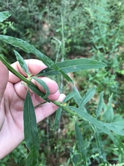 Salvia azurea azurea