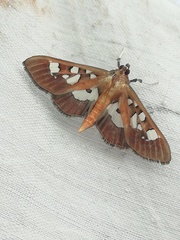 Phostria oajacalis