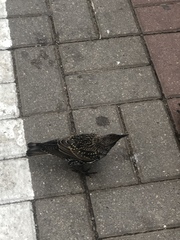 Sturnus vulgaris