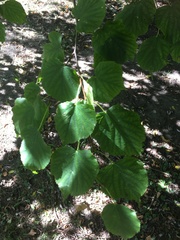Tilia americana