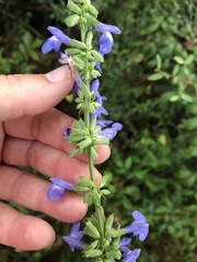 Salvia azurea azurea