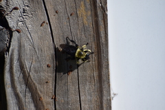 Laphria affinis