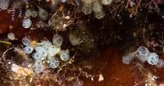 Pycnoclavella communis