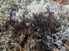 Cetraria ericetorum