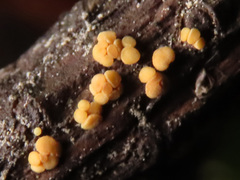Pezicula eucrita