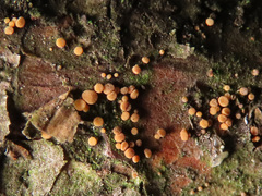 Pezicula eucrita