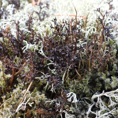 Cetraria ericetorum
