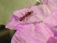 Tetramorium tortuosum