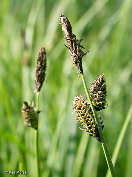 Carex scopulorum