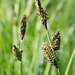 Carex scopulorum - Photo (c) 2010 Keir Morse, algunos derechos reservados (CC BY-NC-SA)