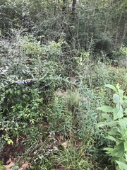 Salvia azurea azurea