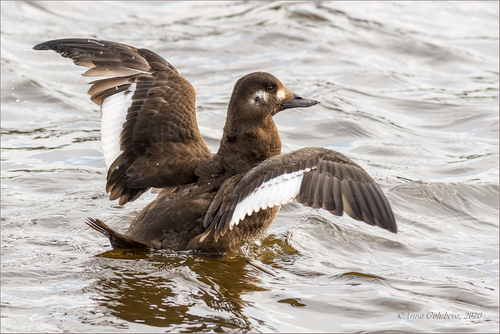 Velvet Scoter