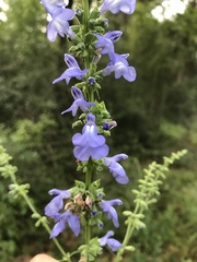Salvia azurea azurea
