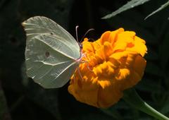 Gonepteryx nepalensis