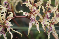 Cyrtochilum ramosissimum