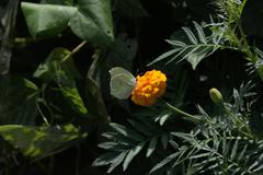 Gonepteryx nepalensis