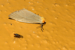 Chrysoecia thoracica