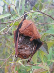 Lasiurus blossevillii