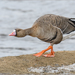 Greater White-fronted Goose - Photo (c) Анна Голубева, some rights reserved (CC BY-NC-ND), uploaded by Анна Голубева