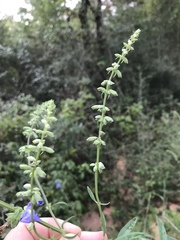 Salvia azurea azurea