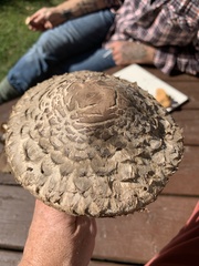 Rhacodium