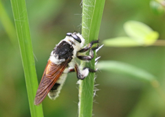 Mallophora bomboides