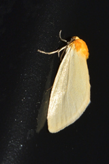 Chrysoecia thoracica