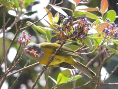 Cnemoscopus rubrirostris