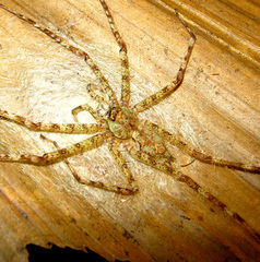 Pandercetes